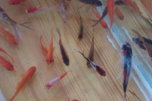 小鱼为何养几天就死亡，主要原因是水质过差