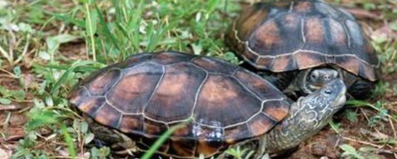 草龟的品种有哪些