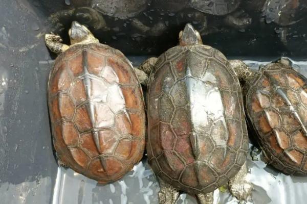 草龟的品种有哪些,主要有7个品种