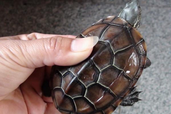 草龟的品种有哪些,主要有7个品种