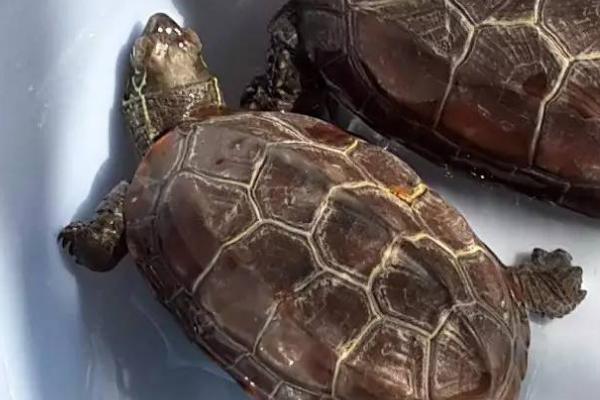 草龟的品种有哪些,主要有7个品种