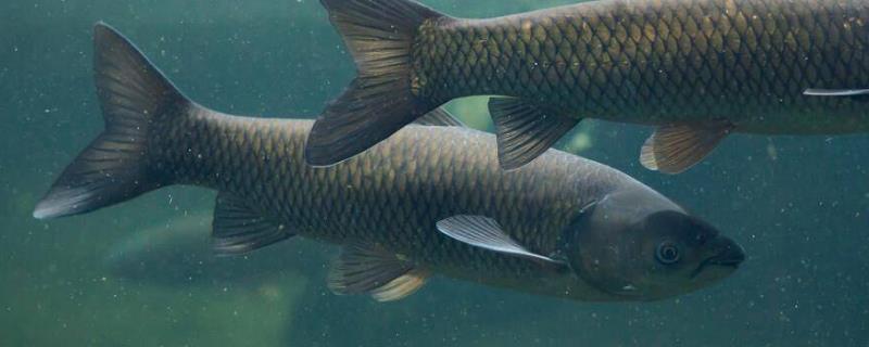 水库钓青鱼怎么调漂