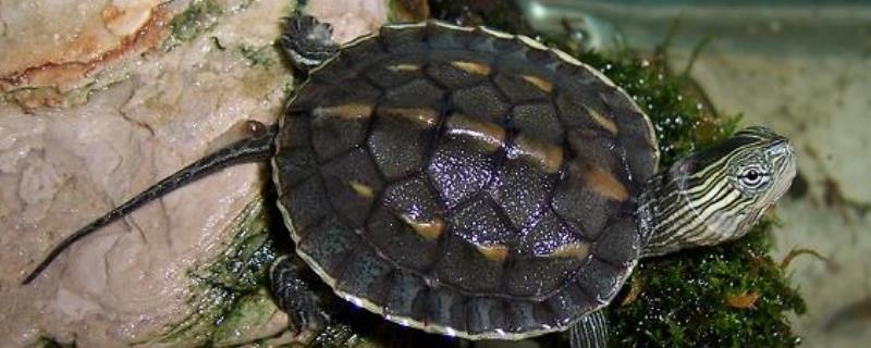 花龟不进食可以存活多长时间