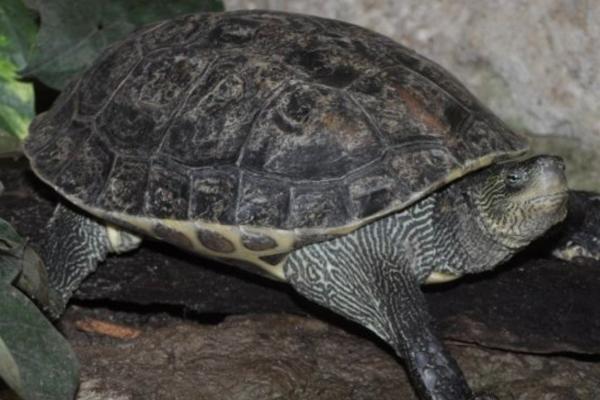 花龟不进食可以存活多长时间,成年龟通常可存活1个月左右