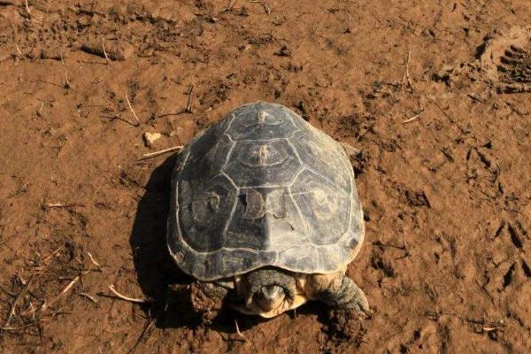 花龟不进食可以存活多长时间,成年龟通常可存活1个月左右