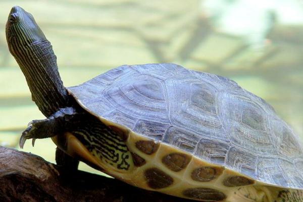 花龟不进食可以存活多长时间,成年龟通常可存活1个月左右