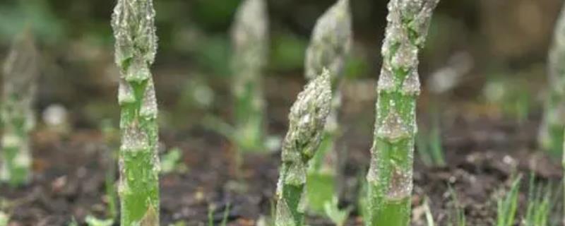 怎么管理田间的芦笋