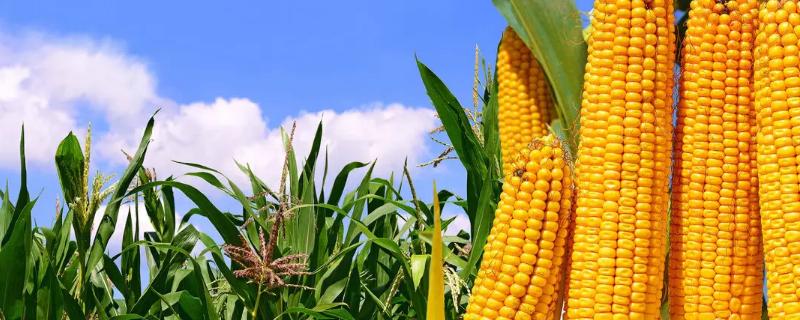 脆甜321玉米品种的特性