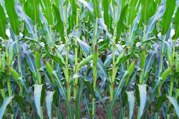 脆甜321玉米品种的特性