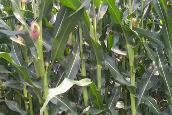 脆甜321玉米品种的特性