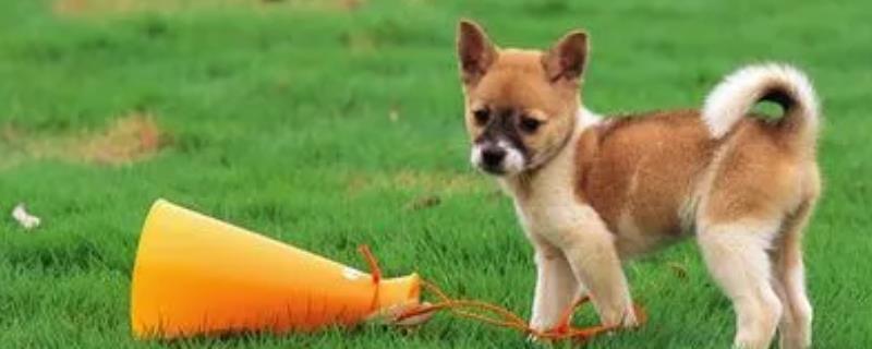 狗为什么会啃脚爪