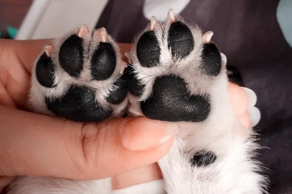 狗为什么会啃脚爪,可能是感到无聊、脚爪有异物扎入等原因所导致