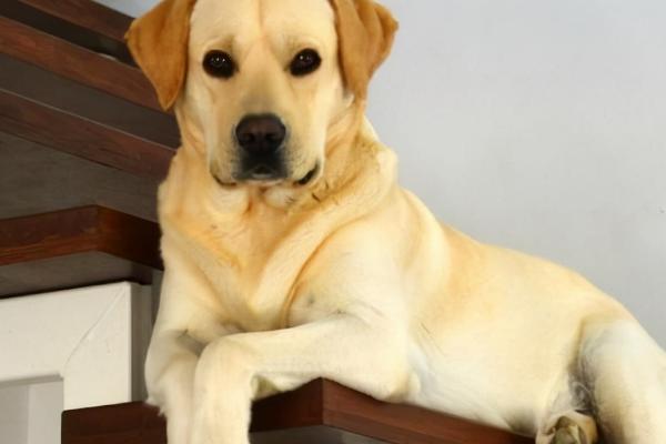 狗为什么会啃脚爪,可能是感到无聊、脚爪有异物扎入等原因所导致