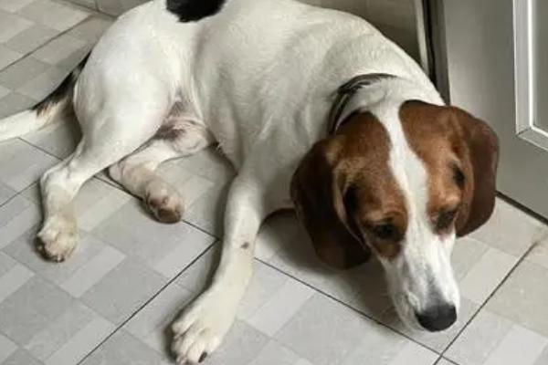 狗为什么会啃脚爪,可能是感到无聊、脚爪有异物扎入等原因所导致