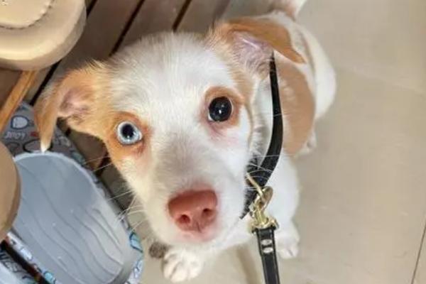 狗为什么会啃脚爪,可能是感到无聊、脚爪有异物扎入等原因所导致