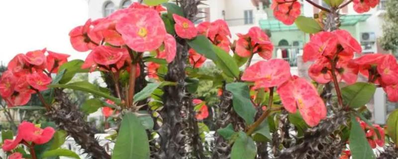 室内可以养殖铁海棠吗