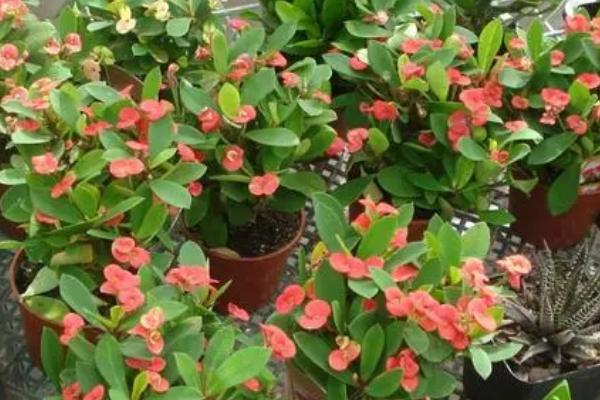 室内可以养殖铁海棠吗,可以养殖但要注意放在安全的位置