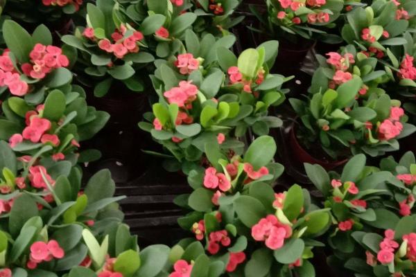 室内可以养殖铁海棠吗,可以养殖但要注意放在安全的位置