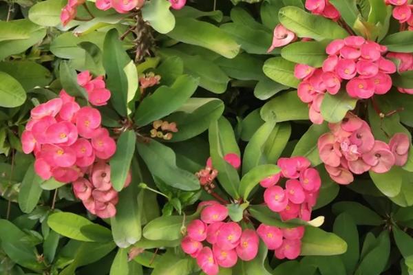 室内可以养殖铁海棠吗,可以养殖但要注意放在安全的位置