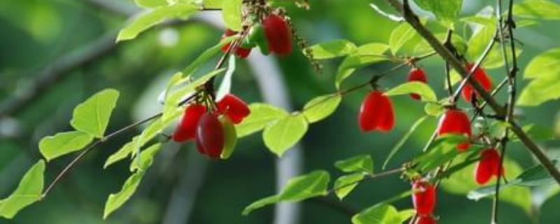 相思藤的特征介绍