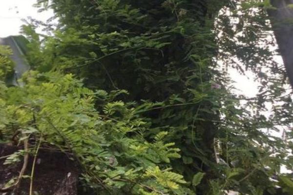 相思藤的特征介绍,枝细弱、叶互生、花序轴短而粗