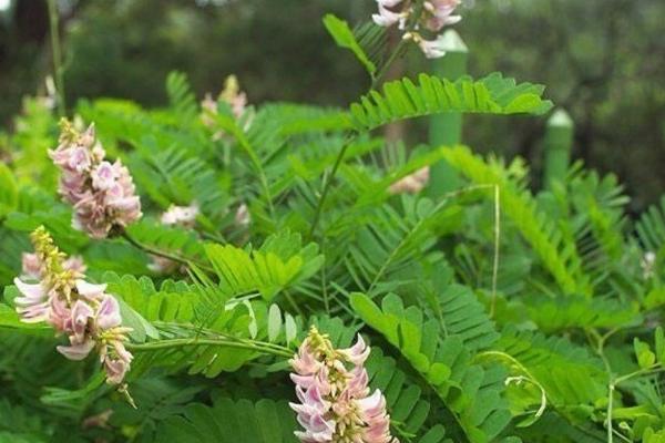 相思藤的特征介绍,枝细弱、叶互生、花序轴短而粗