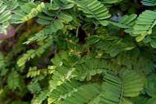 相思藤的特征介绍,枝细弱、叶互生、花序轴短而粗