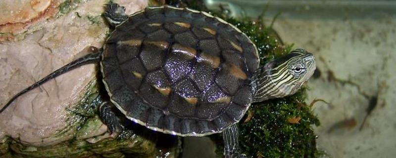 花龟属于水龟还是半水龟