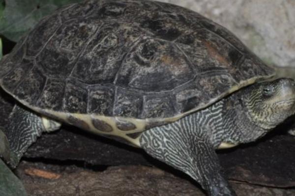 花龟属于水龟还是半水龟,属于水龟