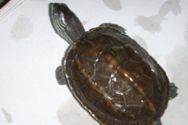 花龟属于水龟还是半水龟,属于水龟