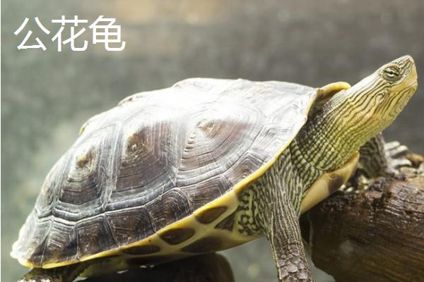 花龟属于水龟还是半水龟,属于水龟