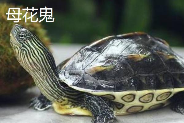 花龟属于水龟还是半水龟,属于水龟