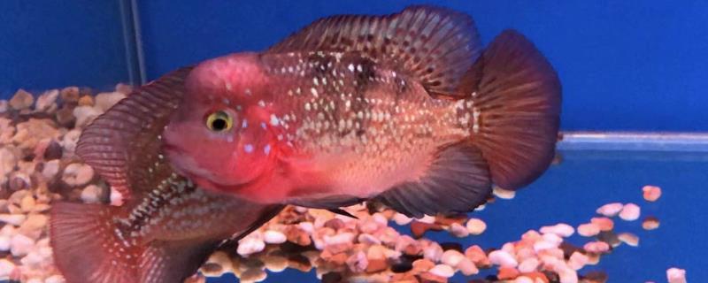 罗汉鱼为什么要放火山石