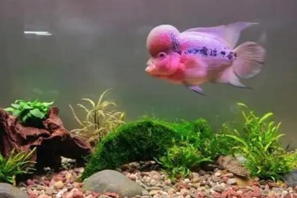 罗汉鱼为什么要放火山石,可保证水质清洁和提供微量元素