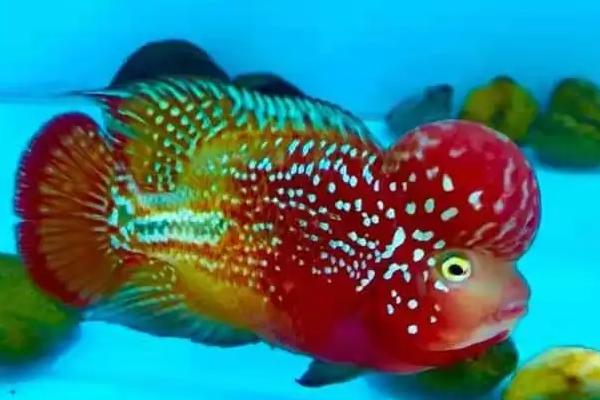 罗汉鱼为什么要放火山石,可保证水质清洁和提供微量元素