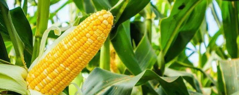 德禹101玉米种简介