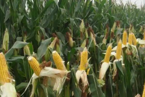 德禹101玉米种简介，出苗至成熟126天