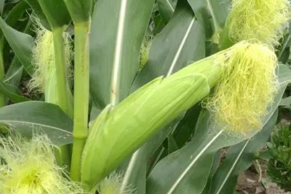 德禹101玉米种简介，出苗至成熟126天