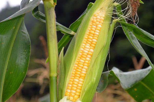 德禹101玉米种简介，出苗至成熟126天