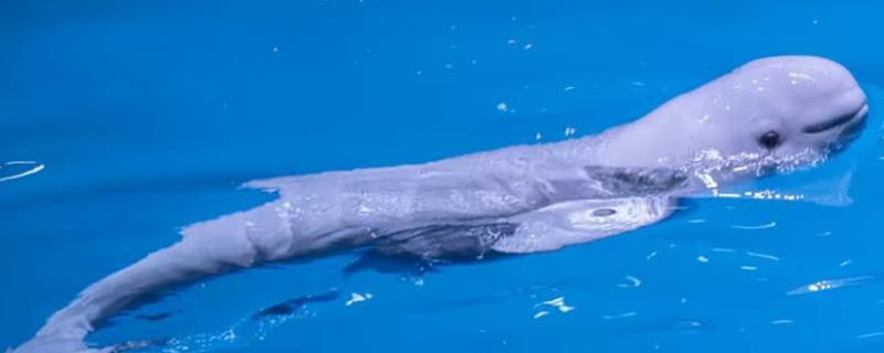 白鲸有天敌吗