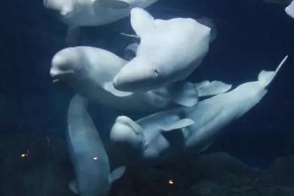 白鲸有天敌吗,有天敌但比较少