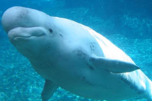 白鲸有天敌吗,有天敌但比较少