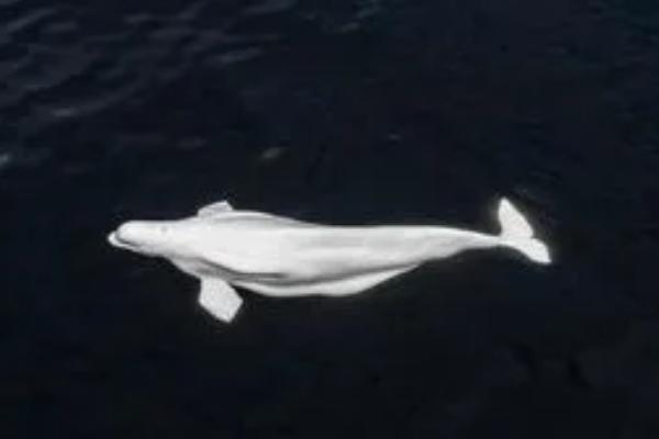 白鲸有天敌吗,有天敌但比较少
