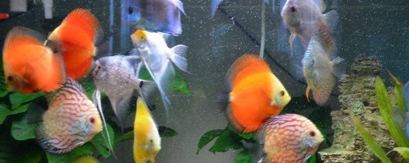 七彩神仙鱼用什么灯