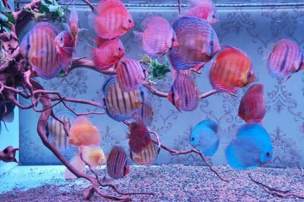 七彩神仙鱼用什么灯,室内没有光线的话需使用LED灯