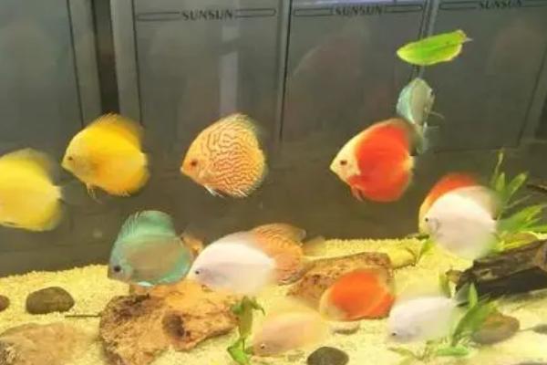 七彩神仙鱼用什么灯,室内没有光线的话需使用LED灯