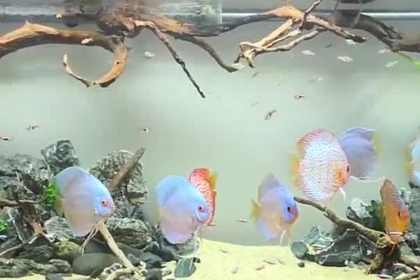 七彩神仙鱼用什么灯,室内没有光线的话需使用LED灯