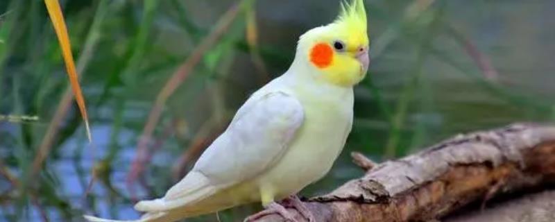 玄凤鹦鹉患有肠炎的表现