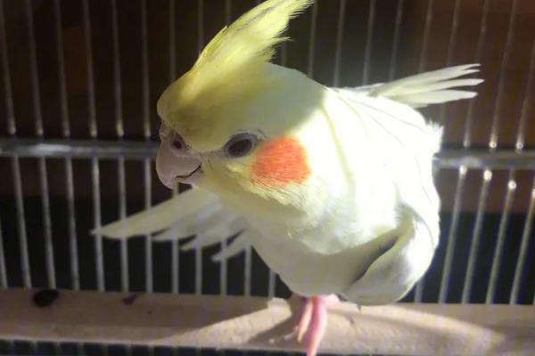 玄凤鹦鹉患有肠炎的表现，会出现炸毛、腹泻等症状