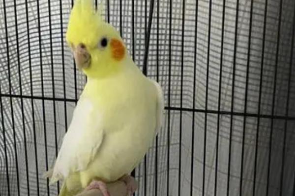 玄凤鹦鹉患有肠炎的表现，会出现炸毛、腹泻等症状